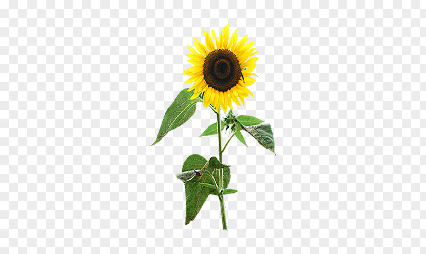 Sunflower Common Display Resolution Wallpaper PNG