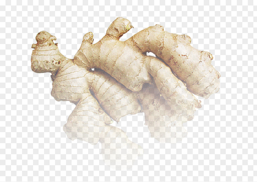 A Ginger Root Vegetables PNG