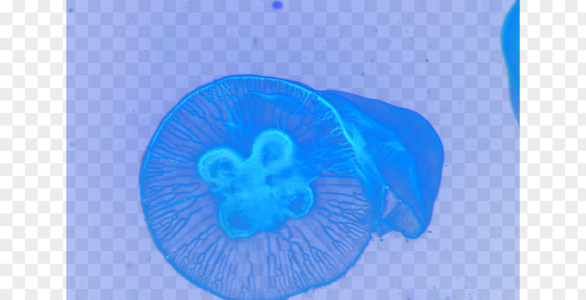 Dream Jellyfish Organism Circle Close-up Wallpaper PNG