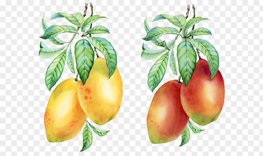Hand-painted Mango Pudding Auglis PNG