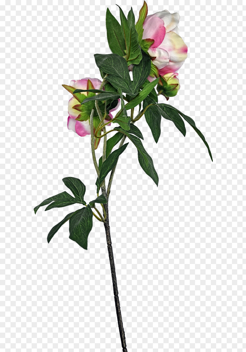 Leaf Cut Flowers Rose Family Plant Stem Flowerpot PNG