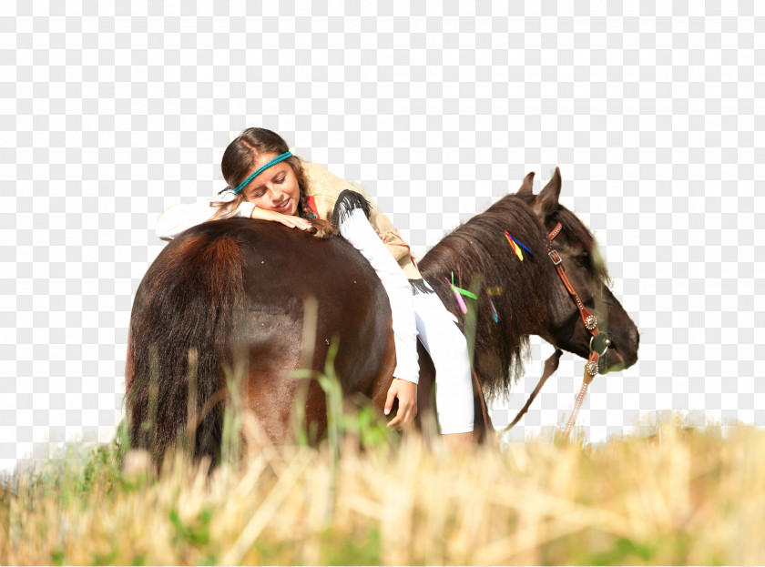 Mustang Stallion Trail Riding Equestrian Horse Harnesses PNG