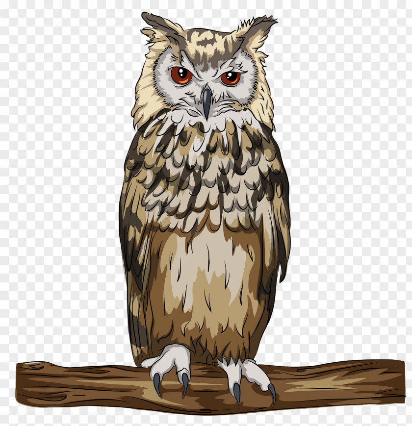 Owl Bird Of Prey Eastern Screech PNG