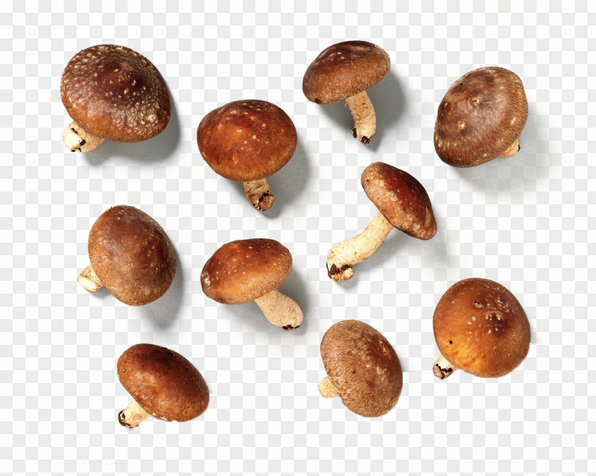 Real Mushroom Products Edible Fungus Vegetable Shiitake PNG