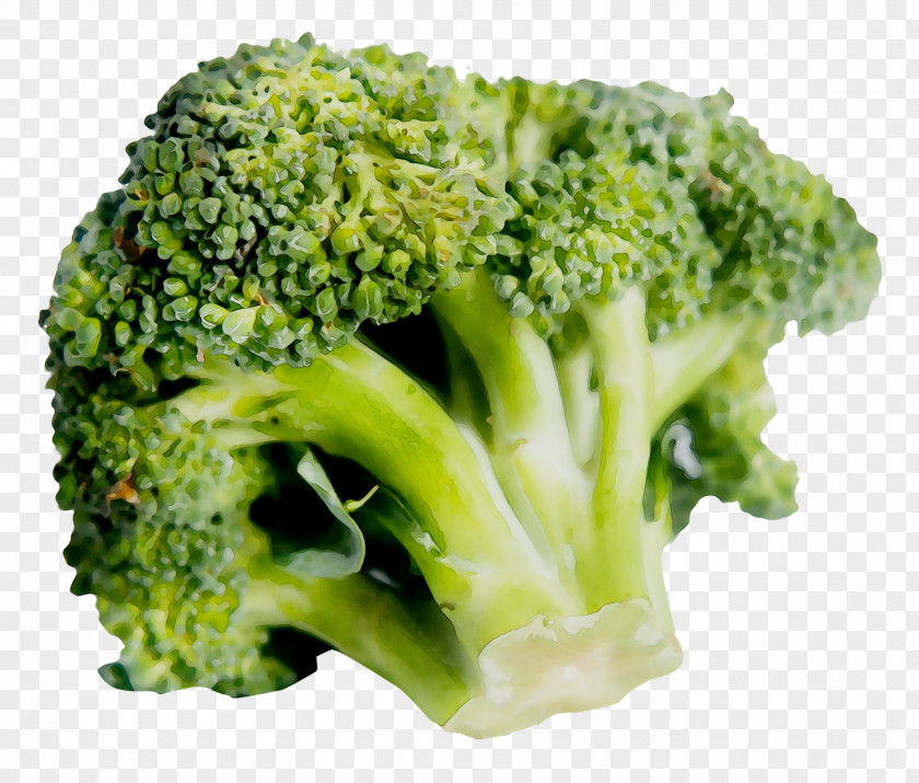 Sprouting Broccoli Vegetable Vegetarian Cuisine Image PNG