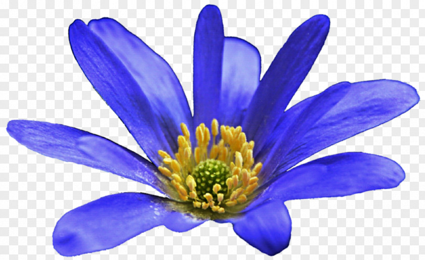 Anemone Clipart PNG