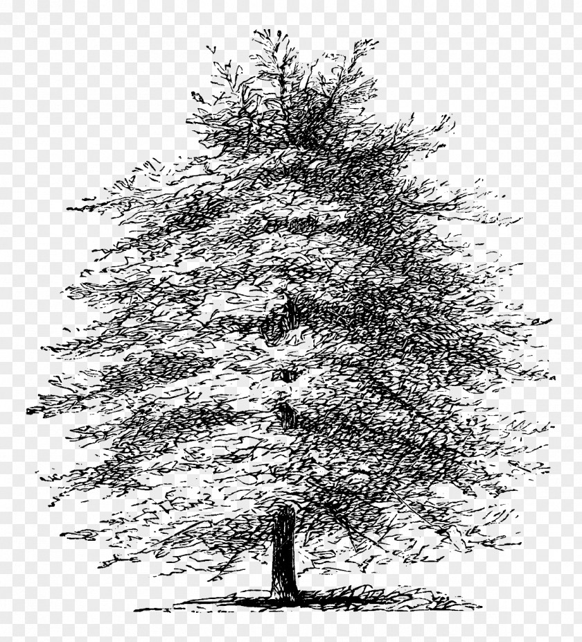 Chinese Pine And Cypress Mediterranean Tree Etching Drawing PNG