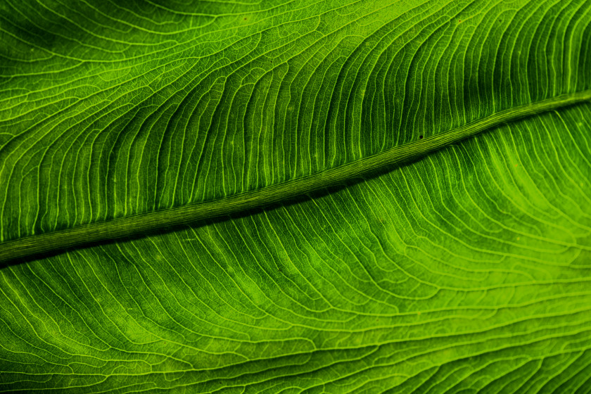 Green Leaves Desktop Wallpaper Leaf 4K Resolution PNG
