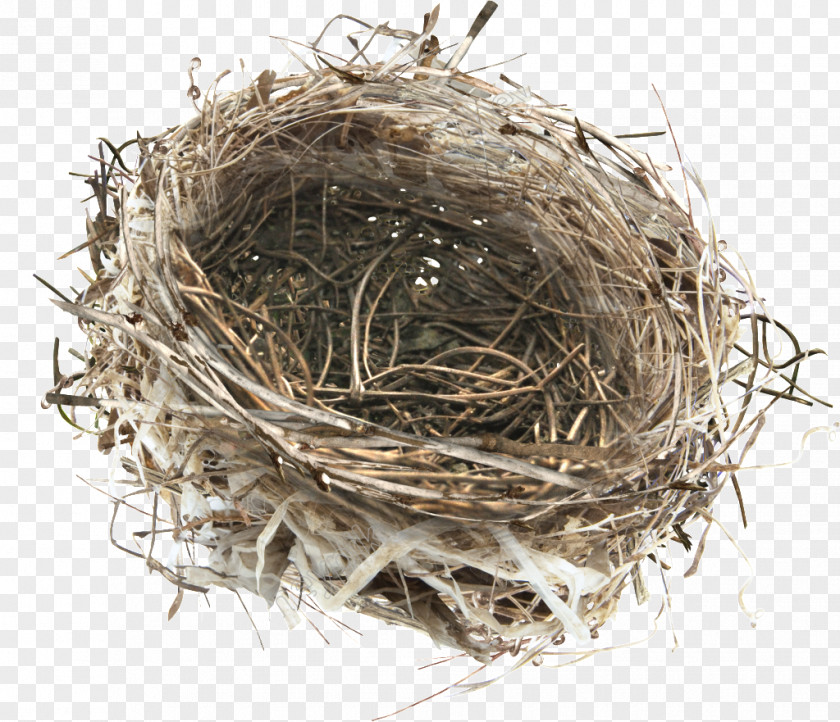 Hand Painted Chicken Bird Nest Image PNG