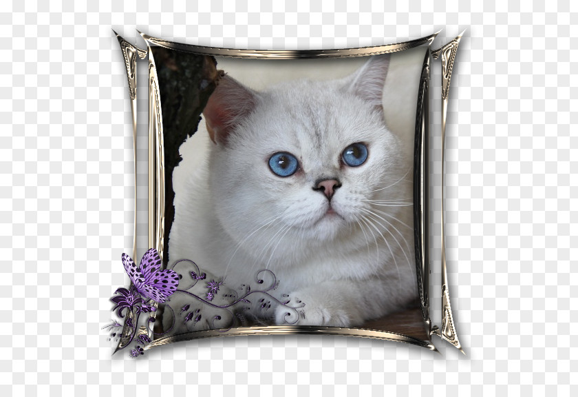 Kitten Whiskers Domestic Short-haired Cat Cushion PNG
