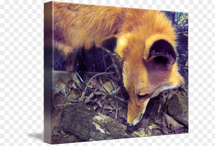 Watercolor Fox Red Fauna Wildlife Snout News PNG