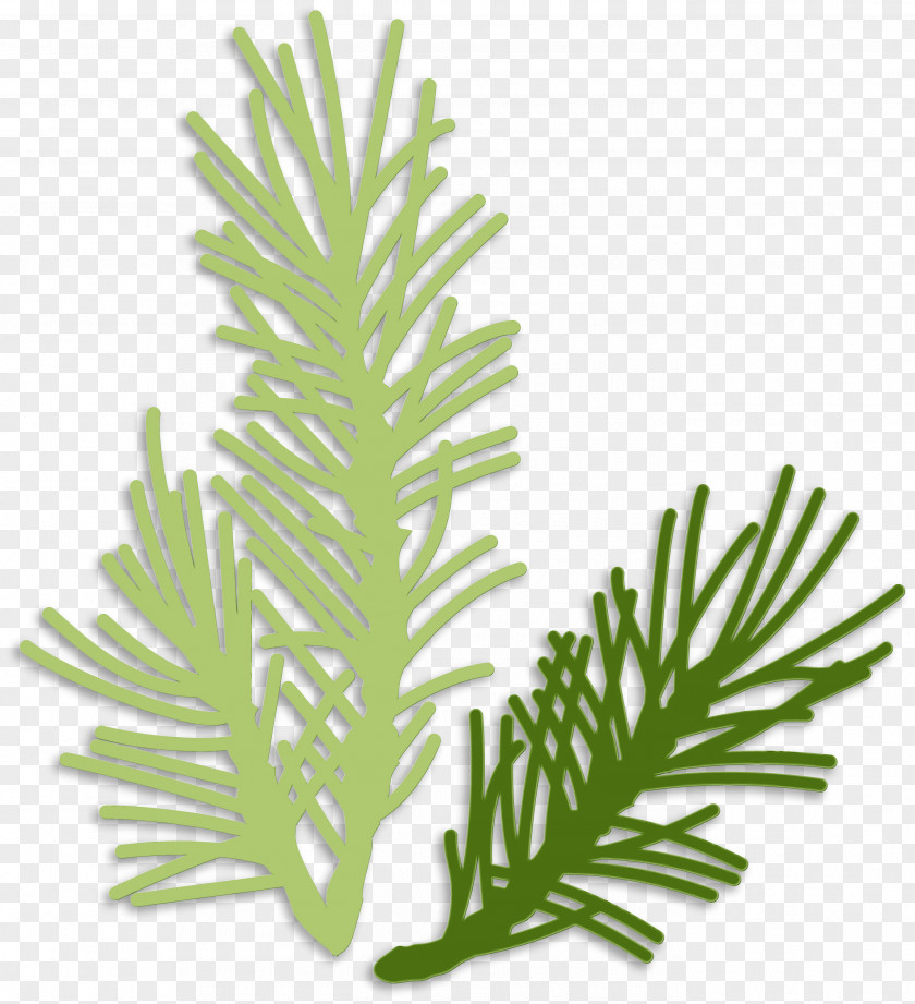 Flower Cypress Family Black And White PNG