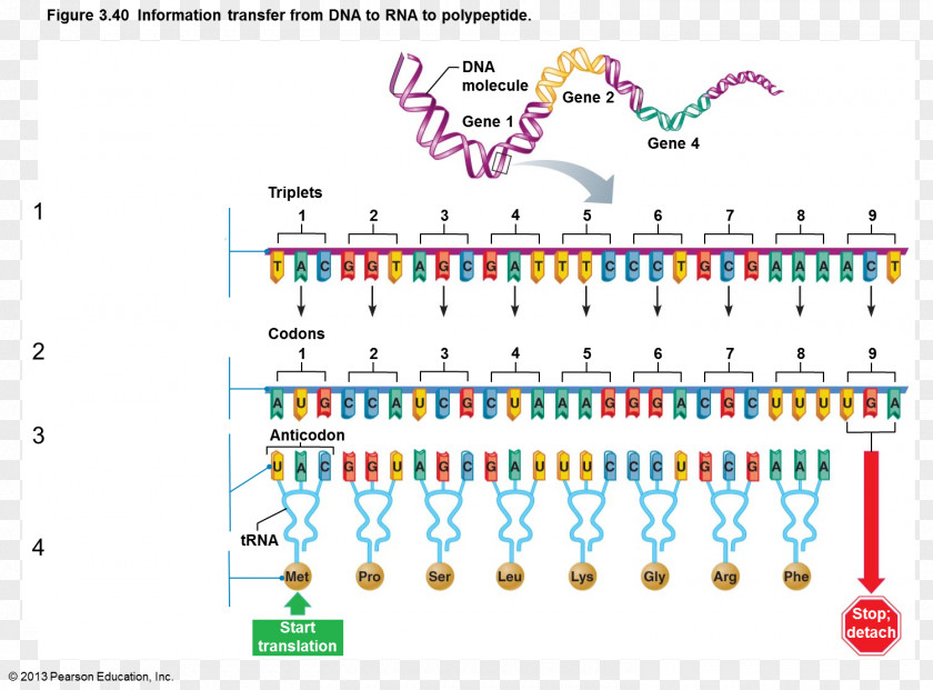 Messenger RNA DNA-binding Protein PNG