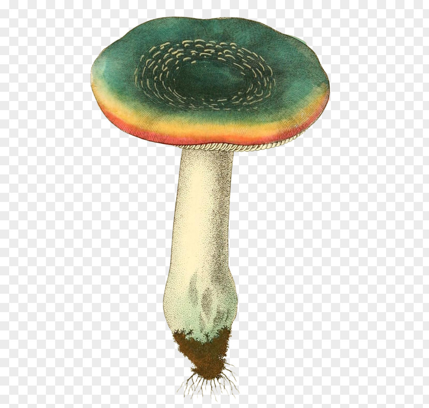 Simple Mushrooms Download Clip Art PNG