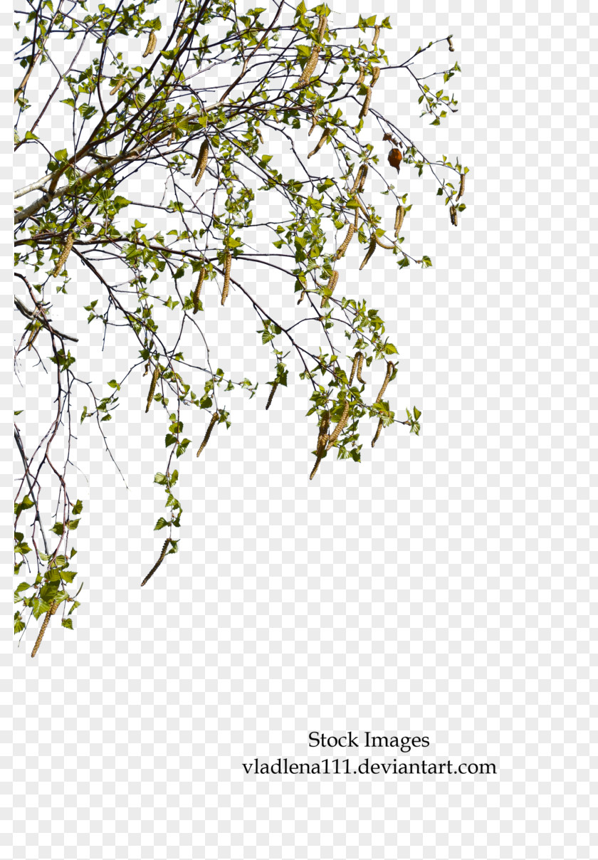 Spring Tree Paper Birch Branch Plant Twig PNG