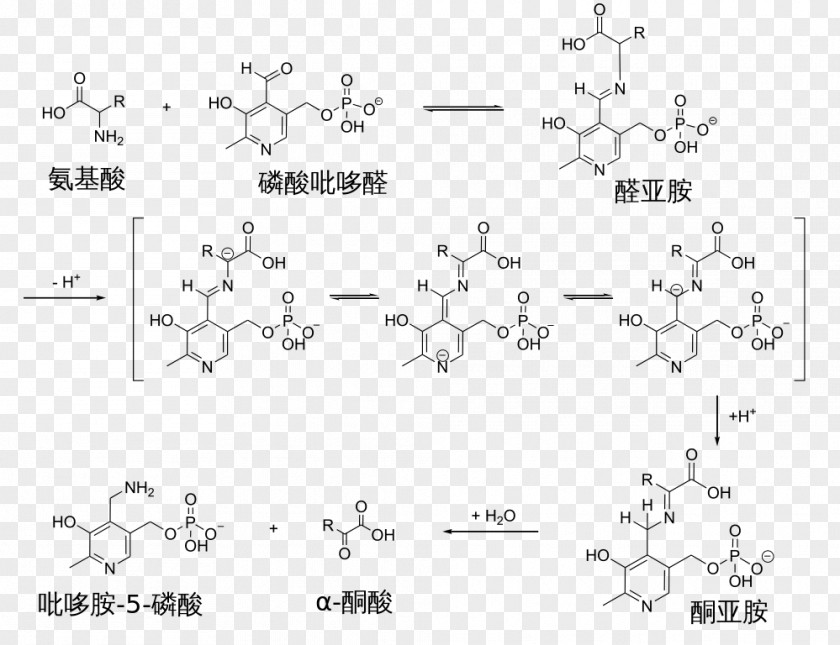 Ami Transamination Pyridoxal Phosphate Reaction Mechanism Schiff Base PNG