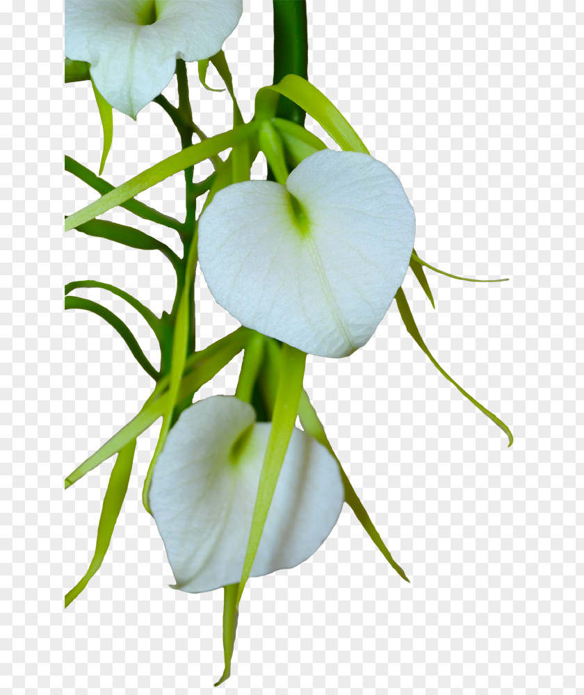Flower Petal Polyarteritis Nodosa Cut Flowers Plant Stem PNG