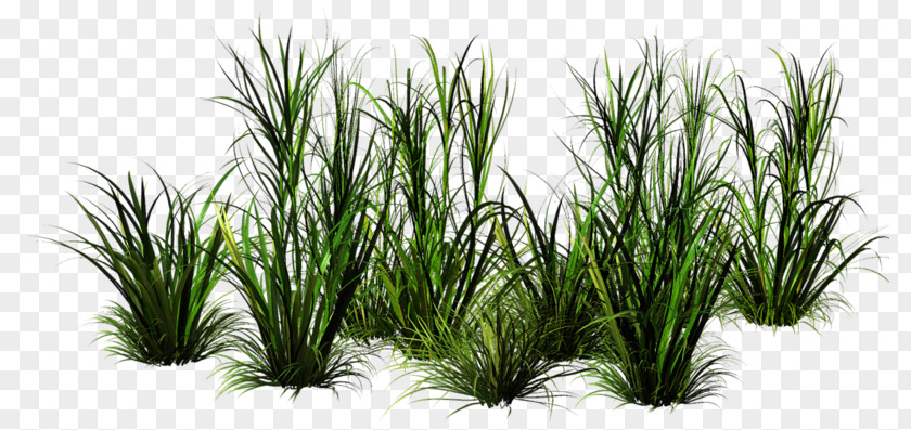 природа Grass Clip Art PNG