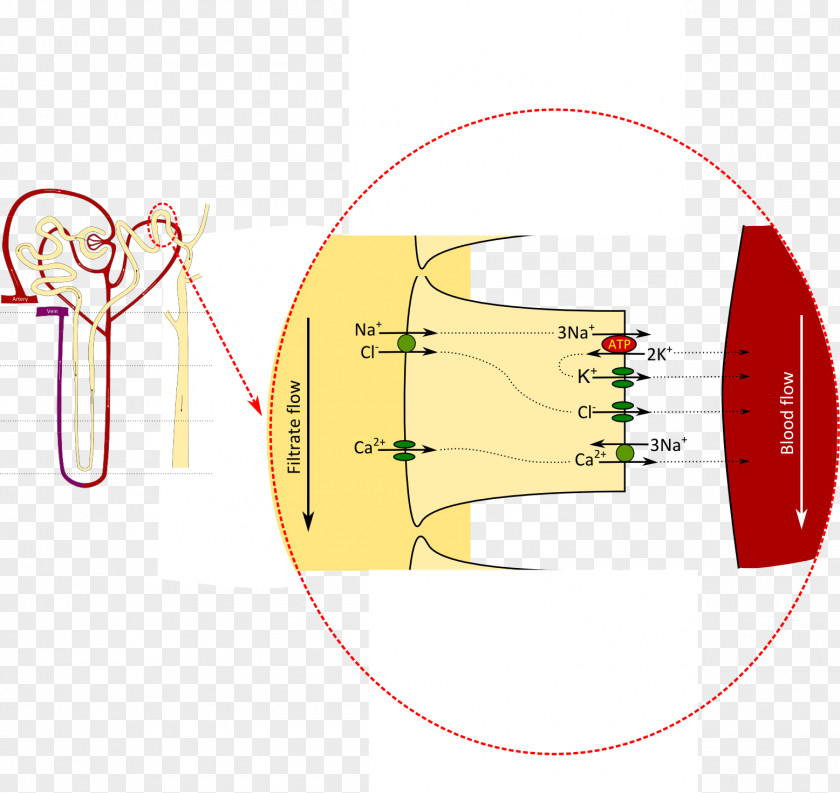 Kidney Circle Angle Diagram PNG
