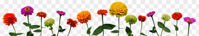 Lossless Compression Zinnia Color PNG