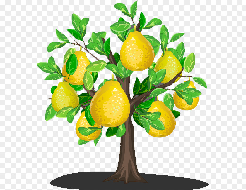 Pear Lemon Asian U9999u68a8u5bbeu9986 PNG