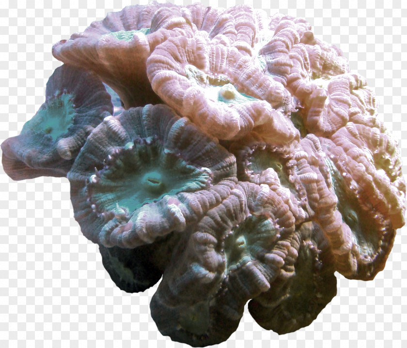 Stony Corals Seaweed Animaatio PNG