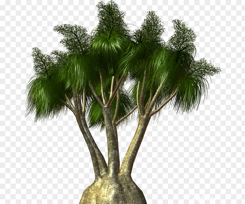 Tree Asian Palmyra Palm Arecaceae Babassu Woody Plant PNG