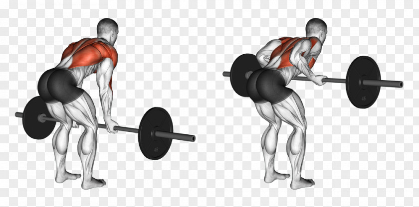 Back Exercises Bent-over Row Barbell Exercise Weight Training PNG