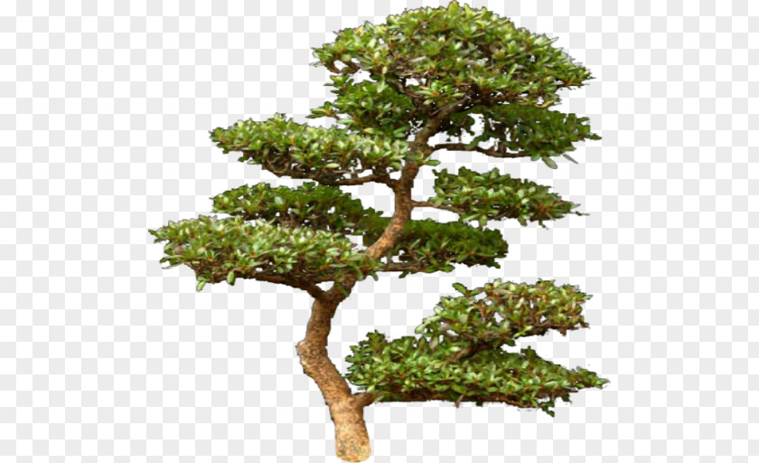 Bonsai Tree Pine Computer Software Clip Art PNG