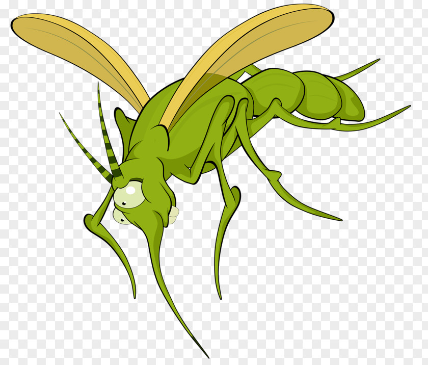 Cartoon Insects Mosquito Insect Illustration PNG