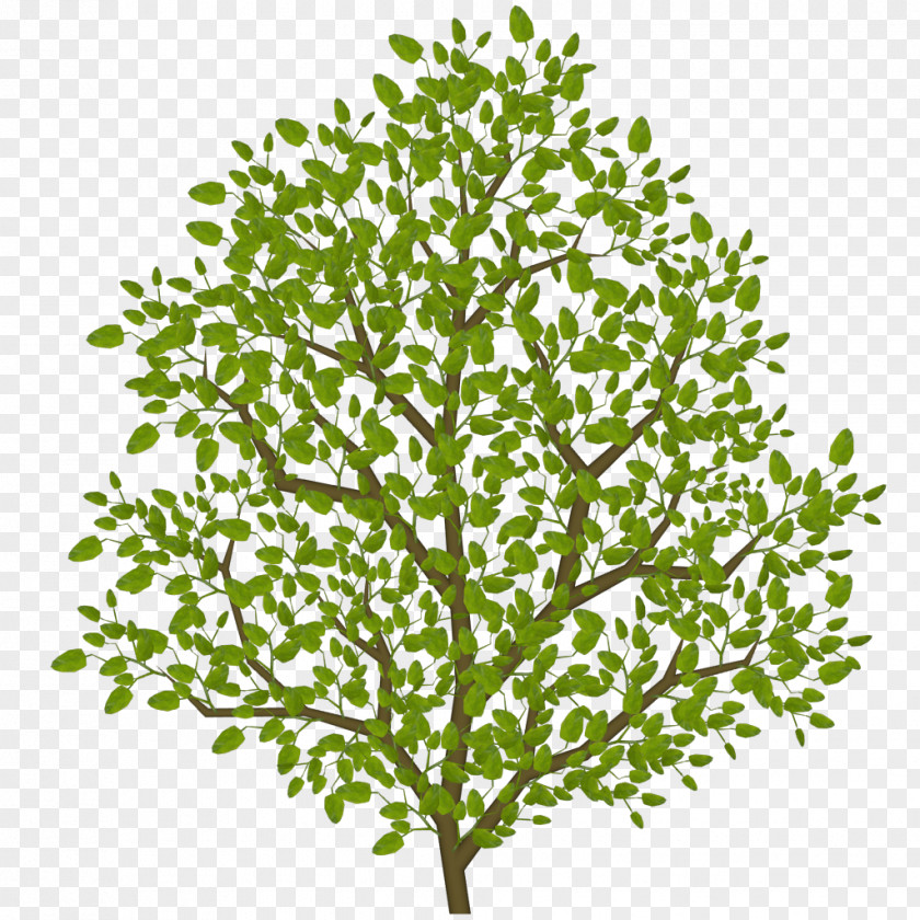 Leaf Twig Shrub Tree Plant Stem PNG