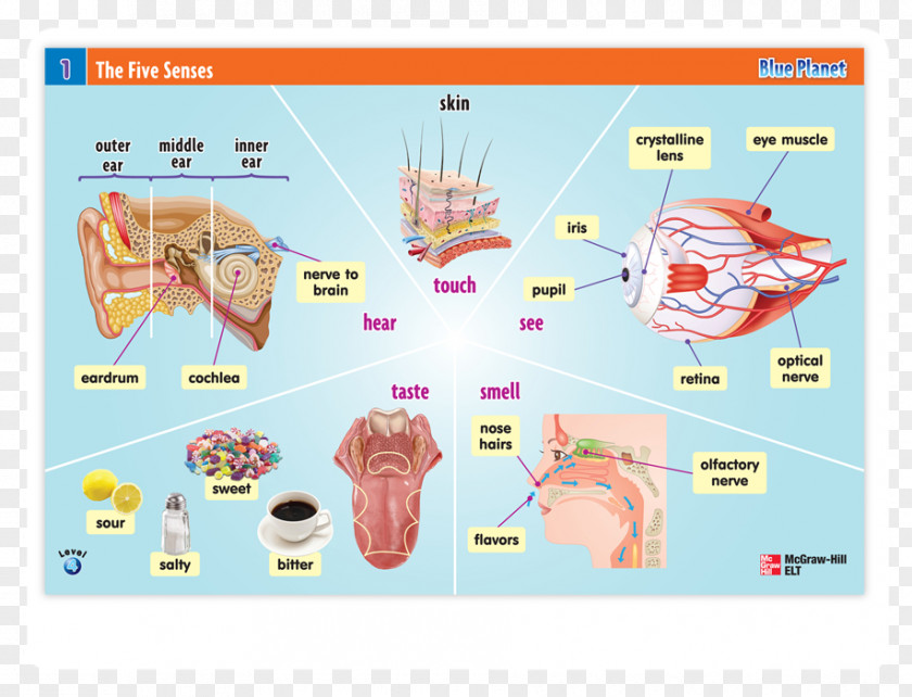 Student Posters Otology & Middle Ear Surgery Graphic Design Product PNG