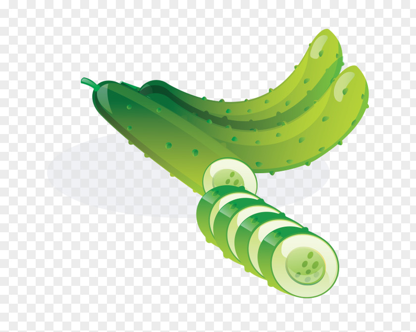 Vector Food Cucumber Illustration PNG