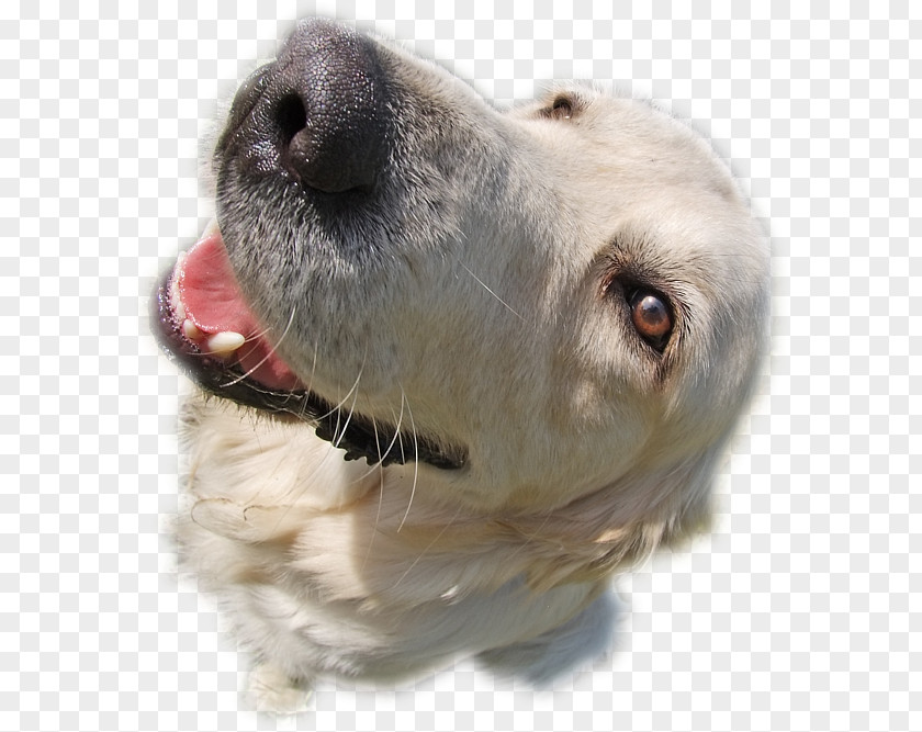 Golden Retriever Dog Breed Snout Sporting Group PNG