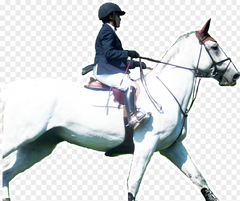 Horse Riding Friesian Equestrian Mare Stallion Tack PNG