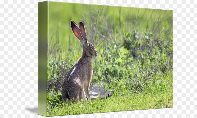 Tortoide Hare Photography Canvas Print Domestic Rabbit Magenta PNG