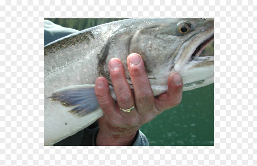 Deer Antlers Water Close-up Mouth Barramundi Trout PNG