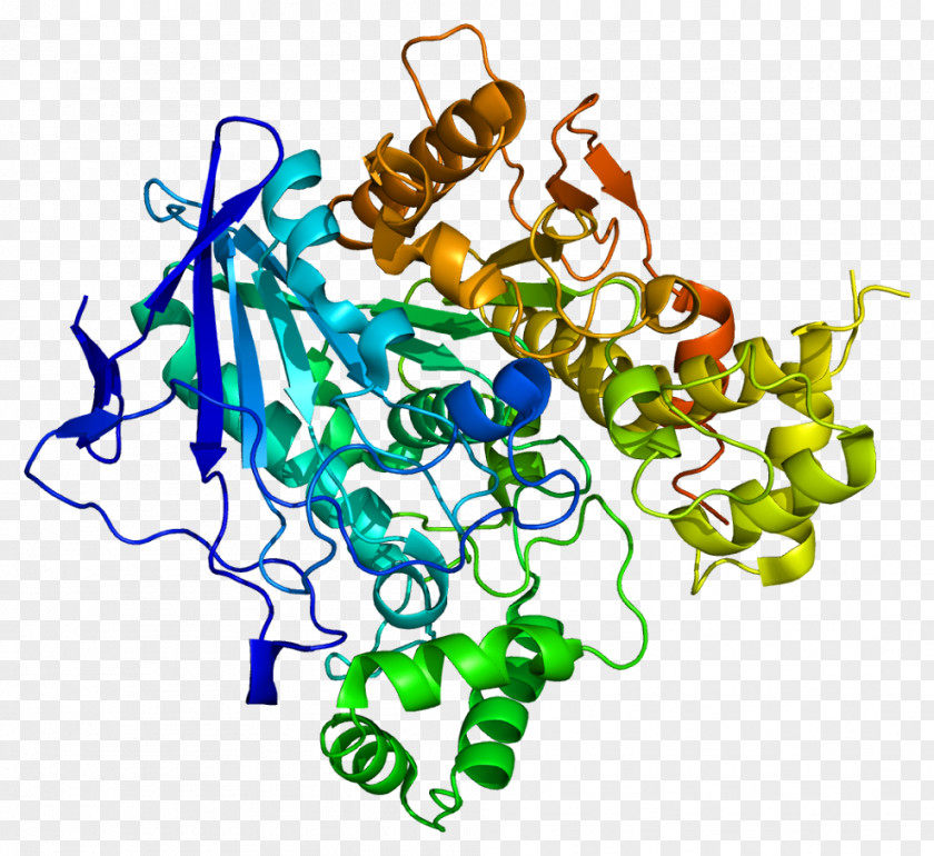 Ester Butyrylcholinesterase Biochemistry Protein Enzyme PNG