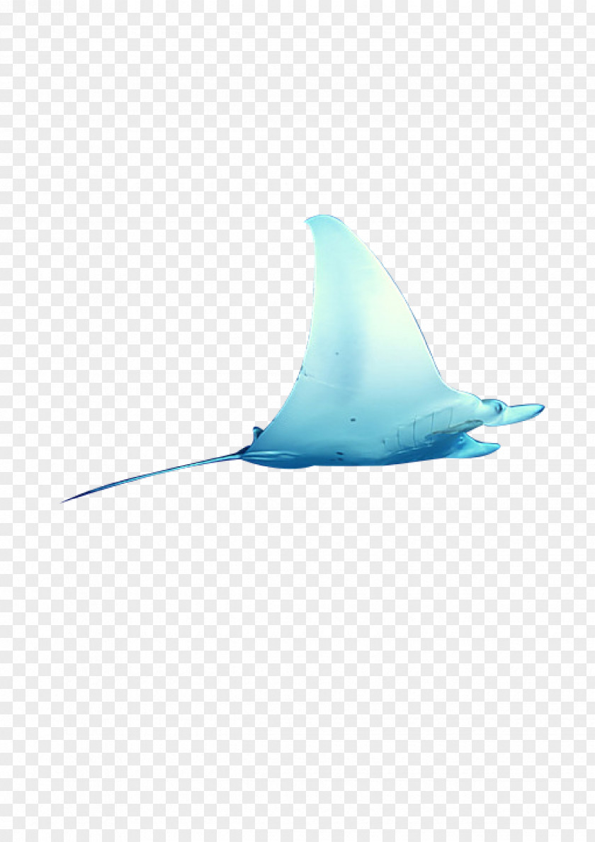 Fish Shark Turquoise Dolphin Pattern PNG