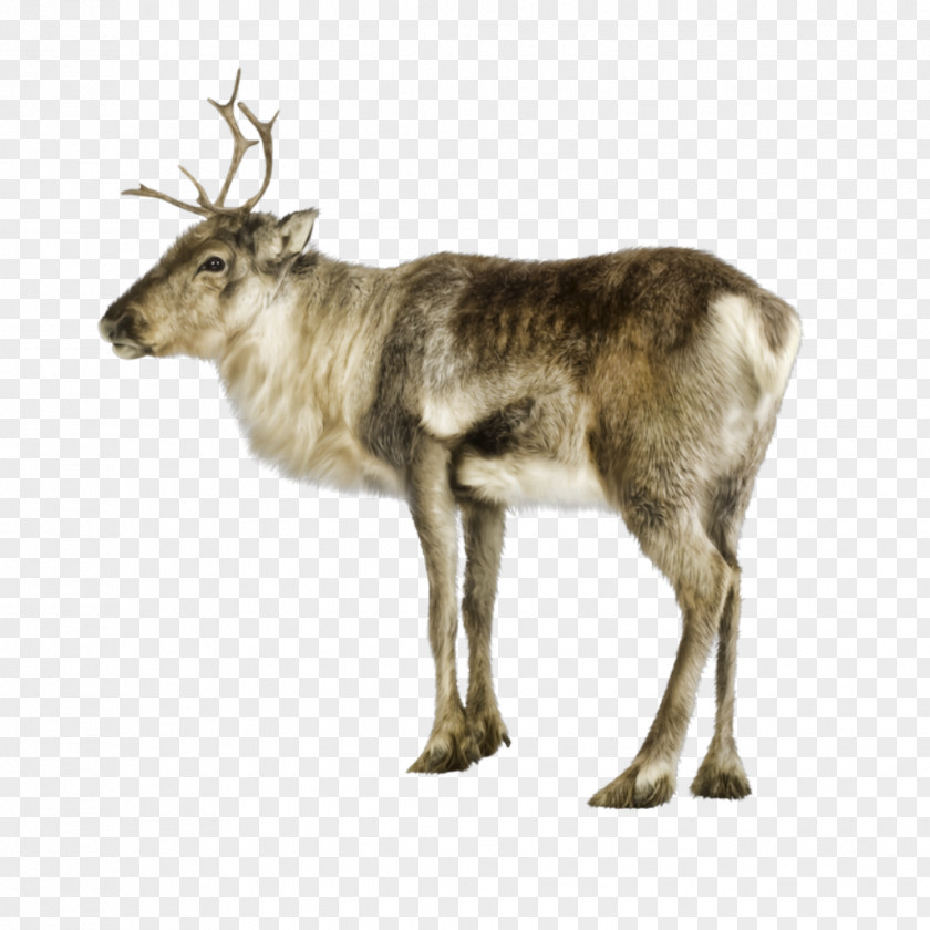 MOOSE Reindeer German Shepherd Moose Clip Art PNG