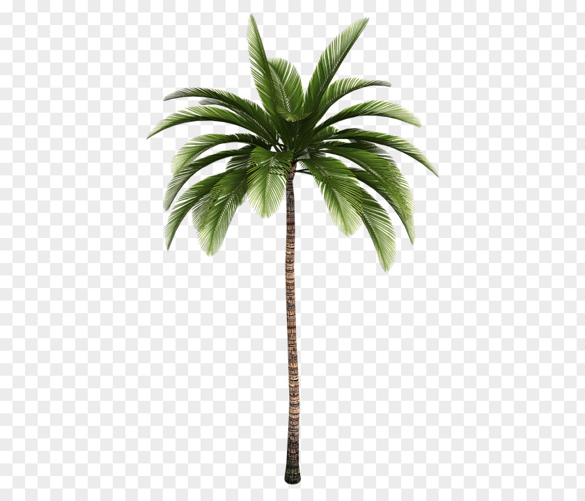 Palm Branch La Santa Market Arecaceae Tree Clip Art PNG