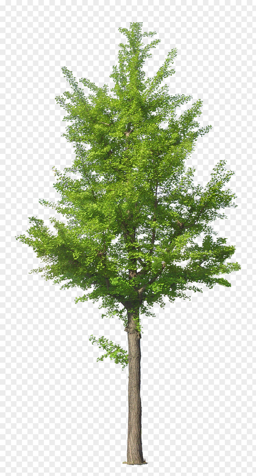 Tree Ginkgo Biloba PNG