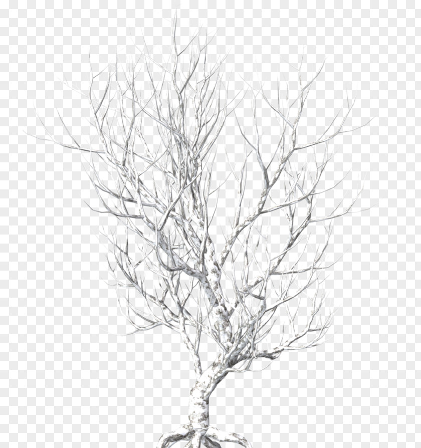 Zw Twig Tree Image Photography PNG
