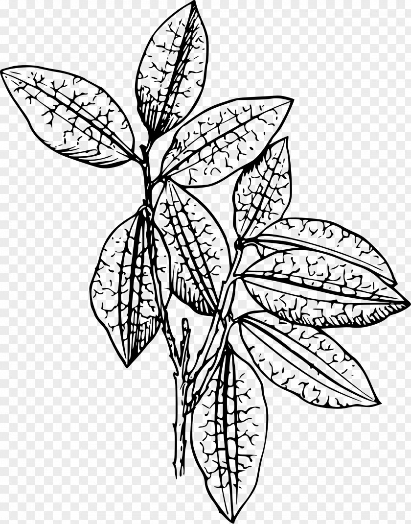 Coca Vector Plant Drawing Clip Art PNG