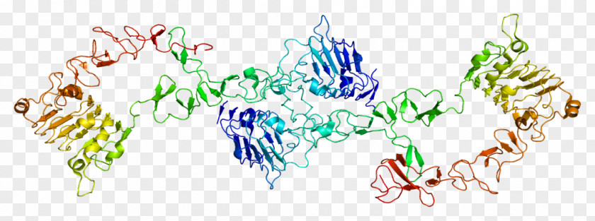 ERBB3 Protein Receptor Tyrosine Kinase HER2/neu PNG