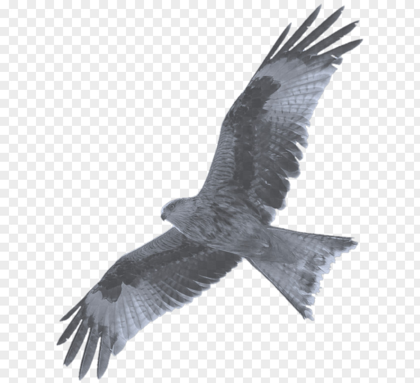 Bald Eagle Hawk Buzzard Camera Wildlife Photography PNG
