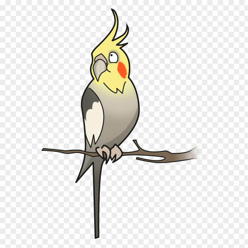 Cockatoo Cockatiel Bird Parakeet Pet PNG