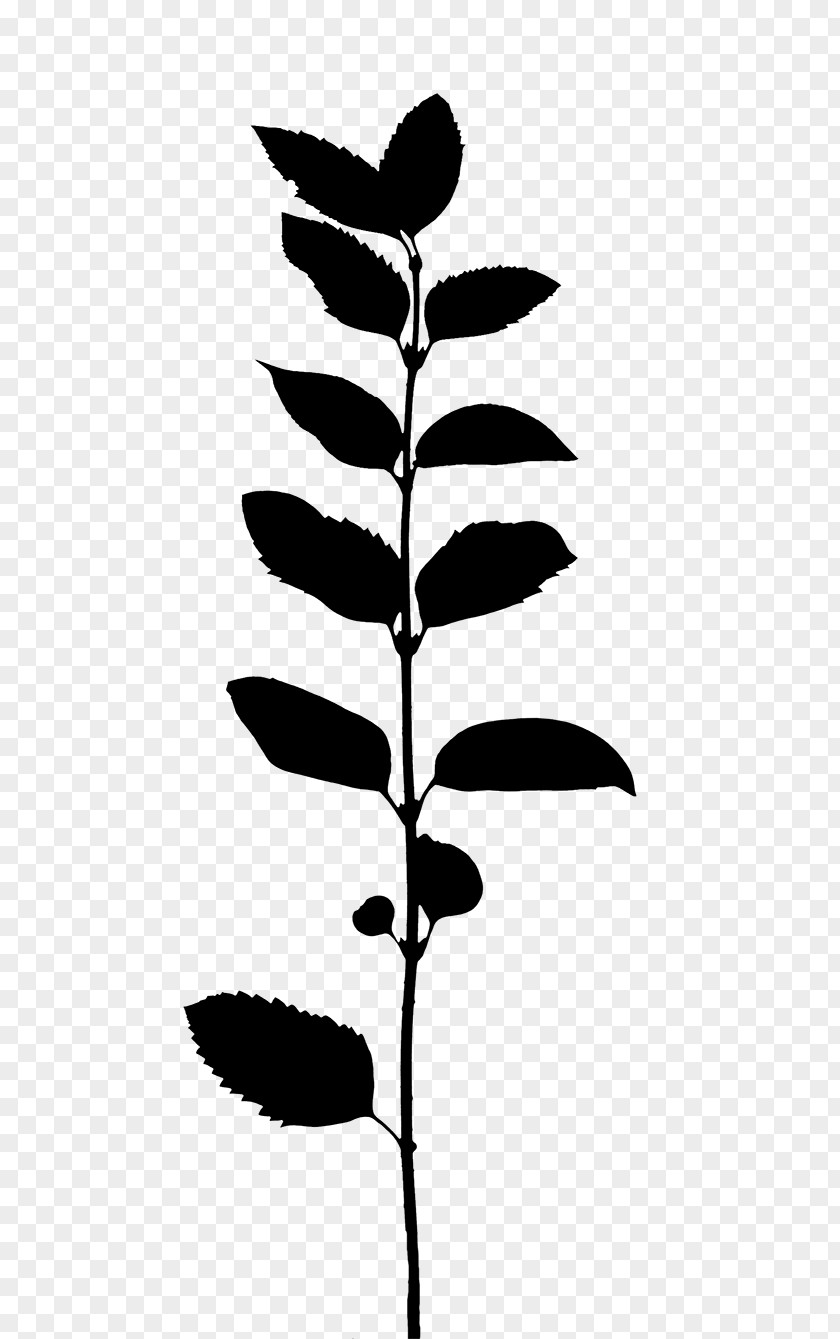 Flower Plant Stem Leaf Line Silhouette PNG