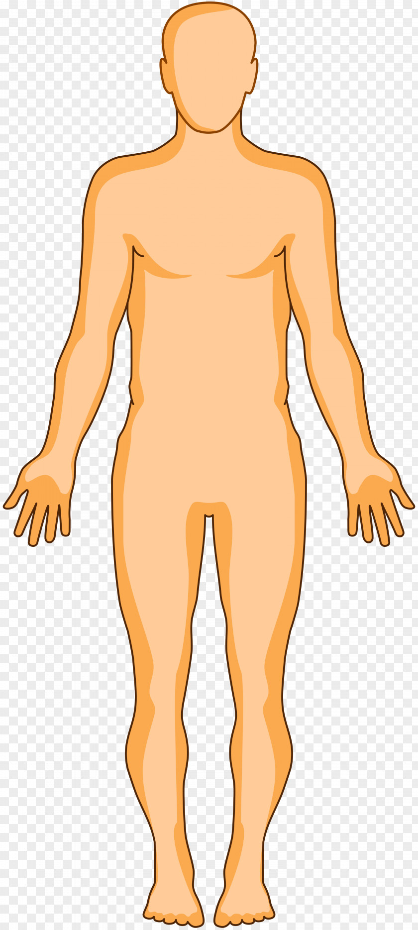 Human Body Organ Homo Sapiens Anatomy Skin PNG body sapiens skin, clipart PNG