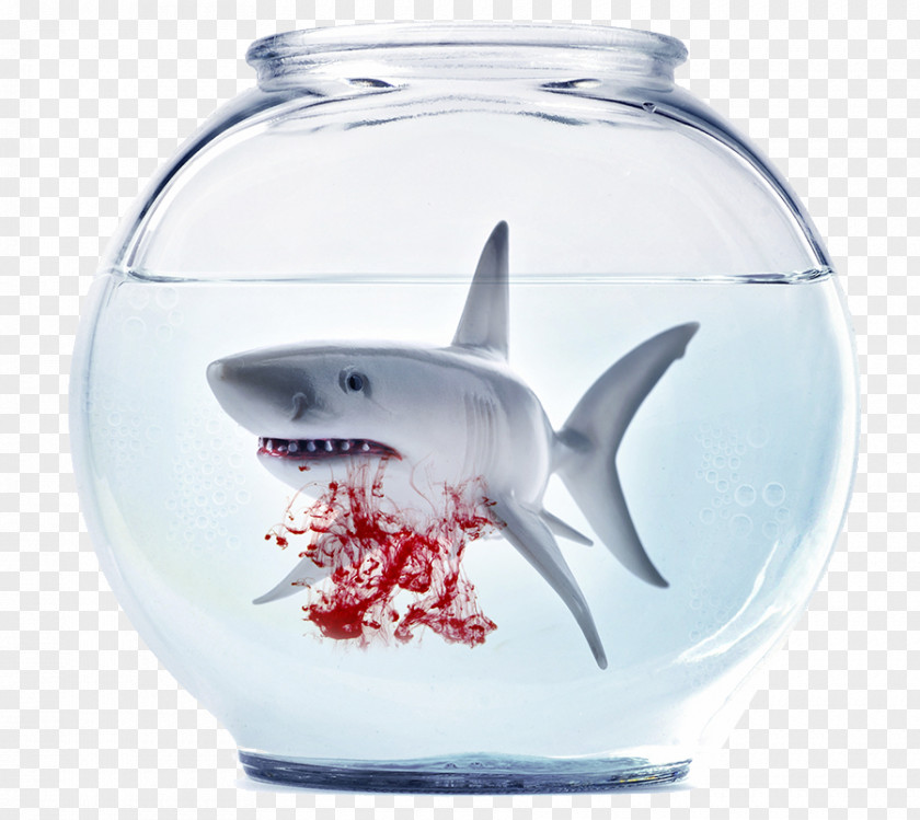 Bloodthirsty Great White Shark Siamese Fighting Fish Goldfish Aquarium PNG
